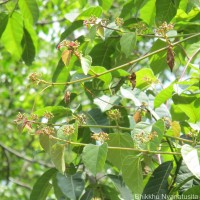 Cissus lonchiphylla Thwaites